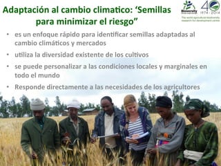 Adaptación 
al 
cambio 
clima?co: 
‘Semillas 
para 
minimizar 
el 
riesgo” 
• es 
un 
enfoque 
rápido 
para 
iden?ficar 
semillas 
adaptadas 
al 
cambio 
climá?cos 
y 
mercados 
• u?liza 
la 
diversidad 
existente 
de 
los 
cul?vos 
• se 
puede 
personalizar 
a 
las 
condiciones 
locales 
y 
marginales 
en 
todo 
el 
mundo 
• Responde 
directamente 
a 
las 
necesidades 
de 
los 
agricultores 
 