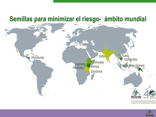 Semillas para minimizar el riesgo- ámbito mundial 
 