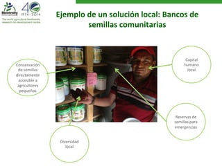 Ejemplo 
de 
un 
solución 
local: 
Bancos 
de 
semillas 
comunitarias 
Conservación 
de 
semillas 
directamente 
accesible 
a 
agricultores 
pequeños 
Capital 
humano 
local 
Reservas 
de 
semillas 
para 
emergencias 
Diversidad 
local 
 