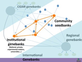 Ins?tu?onal 
genebanks 
(Na?onal, 
private, 
experimental 
sta?ons, 
universi?es…) 
Community 
seedbanks 
CGIAR 
genebanks 
Interna?onal 
Genebanks 
Regional 
genebanks 
 
