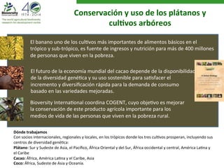 Conservación 
y 
uso 
de 
los 
plátanos 
y 
cul?vos 
arbóreos 
El 
banano 
uno 
de 
los 
culAvos 
más 
importantes 
de 
alimentos 
básicos 
en 
el 
trópico 
y 
sub-­‐trópico, 
es 
fuente 
de 
ingresos 
y 
nutrición 
para 
más 
de 
400 
millones 
de 
personas 
que 
viven 
en 
la 
pobreza. 
El 
futuro 
de 
la 
economía 
mundial 
del 
cacao 
depende 
de 
la 
disponibilidad 
de 
la 
diversidad 
genéAca 
y 
su 
uso 
sostenible 
para 
saAsfacer 
el 
incremento 
y 
diversificación 
rápida 
para 
la 
demanda 
de 
consumo 
basado 
en 
las 
variedades 
mejoradas. 
Bioversity 
InternaAonal 
coordina 
COGENT, 
cuyo 
objeAvo 
es 
mejorar 
la 
conservación 
de 
este 
producto 
agrícola 
importante 
para 
los 
medios 
de 
vida 
de 
las 
personas 
que 
viven 
en 
la 
pobreza 
rural. 
Dónde 
trabajamos 
Con 
socios 
internacionales, 
regionales 
y 
locales, 
en 
los 
trópicos 
donde 
los 
tres 
culAvos 
prosperan, 
incluyendo 
sus 
centros 
de 
diversidad 
genéAca: 
Plátano: 
Sur 
y 
Sudeste 
de 
Asia, 
el 
Pacífico, 
África 
Oriental 
y 
del 
Sur, 
África 
occidental 
y 
central, 
América 
LaAna 
y 
el 
Caribe 
Cacao: 
África, 
América 
LaAna 
y 
el 
Caribe, 
Asia 
Coco: 
África, 
Sudeste 
de 
Asia 
y 
Oceanía. 
 