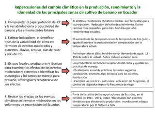 Repercusiones 
del 
cambio 
climá?co 
en 
la 
producción, 
rendimiento 
y 
la 
idoneidad 
de 
las 
principales 
zonas 
de 
cul?vo 
de 
banano 
en 
Ecuador 
1. 
Comprender 
el 
papel 
potencial 
del 
CC 
y 
la 
variabilidad 
en 
la 
producAvidad 
del 
banano 
y 
las 
enfermedades 
foliares 
2. 
EsAmar 
indicadores 
e 
idenAficar 
Apos 
de 
la 
variabilidad 
del 
clima 
en 
términos 
de 
eventos 
moderados 
y 
extremos 
-­‐ 
lluvias, 
sequías, 
olas 
de 
calor 
y 
olas 
de 
frío 
3. 
Grupos 
focales: 
productores 
y 
técnicos 
para 
examinar 
los 
efectos 
de 
los 
eventos 
moderados 
y 
extremos 
e 
idenAficar 
las 
estrategias 
y 
los 
costos 
de 
manejo 
para 
prevenir, 
amorAguar 
y 
recuperarse 
de 
sus 
efectos. 
4. 
Revisar 
los 
efectos 
de 
los 
eventos 
climáAcos 
extremos 
y 
moderados 
en 
los 
volúmenes 
de 
exportación 
del 
Ecuador. 
Al 
2070 
las 
condiciones 
climáAcas 
medias 
aun 
favorables 
para 
la 
producción: 
Reducción 
del 
ciclo 
de 
crecimiento. 
Darían 
racimos 
más 
pequeños, 
pero 
más 
hectárea 
por 
año: 
rendimientos 
estables. 
El 
aumento 
de 
las 
temperaturas 
en 
la 
temporada 
de 
frío 
(julio 
-­‐ 
agosto) 
favorece 
la 
producAvidad 
en 
comparación 
con 
la 
temperatura 
actual. 
Por 
temperaturas 
altas, 
tendrán 
mayor 
demanda 
de 
agua: 
12 
-­‐ 
15% 
de 
sobre 
lo 
actual. 
Sobre 
todo 
en 
estación 
seca. 
Los 
productores 
reconocen 
la 
variación 
del 
clima 
y 
ajustan 
sus 
prácAcas 
de 
manejo: 
-­‐El 
calendario 
anual 
de 
prácAcas 
lo 
varían 
según 
las 
condiciones: 
desmane, 
Apo 
de 
bolsa 
para 
los 
racimos, 
ferAlización 
-­‐ 
Cambian 
las 
prácAcas 
culturales: 
aplicación 
de 
fungicidas, 
el 
control 
de 
Sigatoka 
negra 
y 
la 
frecuencia 
de 
riego 
Parte 
de 
la 
caídas 
de 
las 
exportaciones 
de 
Ecuador, 
en 
el 
período 
de 
1961 
-­‐ 
2011, 
están 
relacionados 
con 
eventos 
climáAcos 
que 
afectaron 
la 
producción: 
inundaciones 
o 
bajas 
temperaturas 
por 
El 
Niño 
y 
La 
Niña. 
 