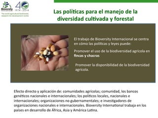 Las 
polí?cas 
para 
el 
manejo 
de 
la 
diversidad 
cul?vada 
y 
forestal 
El 
trabajo 
de 
Bioversity 
Internacional 
se 
centra 
en 
cómo 
las 
políAcas 
y 
leyes 
puede: 
Promover 
el 
uso 
de 
la 
biodiversidad 
agrícola 
en 
fincas 
y 
chacras 
Promover 
la 
disponibilidad 
de 
la 
biodiversidad 
agrícola. 
Efecto 
directo 
y 
aplicación 
de: 
comunidades 
agrícolas; 
comunidad, 
los 
bancos 
genéAcos 
nacionales 
e 
internacionales; 
los 
políAcos 
locales, 
nacionales 
e 
internacionales; 
organizaciones 
no 
gubernamentales; 
e 
invesAgadores 
de 
organizaciones 
nacionales 
e 
internacionales. 
Bioversity 
InternaAonal 
trabaja 
en 
los 
países 
en 
desarrollo 
de 
África, 
Asia 
y 
América 
LaAna. 
 