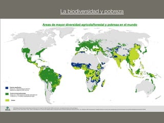 La biodiversidad y pobreza 
Areas de mayor diversidad agrícola/forestal y pobreza en el mundo 
Pobreza significativa 
Áreas con ≥ 100 personas por píxel con 
ingresos por debajo de US$ 2 por día 
Puntos de alta biodiversidad 
Áreas con ≥ 1500 especies de plantas vasculares por 
10.000 km2 y ≥ 15 cultivos cosechados por pixel 
Ambos 
 