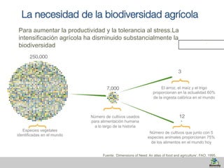 4 
La necesidad de la biodiversidad agrícola 
Para aumentar la productividad y la tolerancia al stress.La 
intensificación agrícola ha disminuido substancialmente la 
biodiversidad 
Fuente: ‘Dimensions of Need: An atlas of food and agriculture’. FAO, 1995. 
Especies vegetales 
identificadas en el mundo 
Número de cultivos usados 
para alimentación humana 
a lo largo de la historia 
El arroz, el maíz y el trigo 
proporcionan en la actualidad 60% 
de la ingesta calórica en el mundo 
Número de cultivos que junto con 5 
especies animales proporcionan 75% 
de los alimentos en el mundo hoy 
 