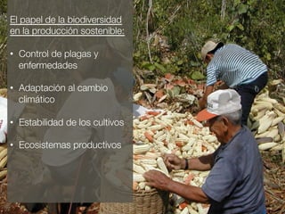 5 
El papel de la biodiversidad 
en la producción sostenible: 
• Control de plagas y 
enfermedades 
• Adaptación al cambio 
climático 
• Estabilidad de los cultivos 
• Ecosistemas productivos 
 