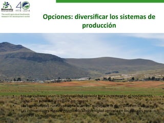 Opciones: 
diversificar 
los 
sistemas 
de 
producción 
• Los 
agricultores 
usan 
la 
biodiversidad 
agrícola 
para 
incrementar 
el 
rendimiento, 
reducir 
las 
pérdidas 
y 
reducir 
los 
riesgos 
• Las 
comunidades 
rurales 
se 
benefician 
del 
manejo 
de 
la 
diversidad 
en 
los 
bosques 
• Las 
comunidades 
rurales 
integran 
la 
biodiversidad 
agrícola 
en 
los 
paisajes 
para 
mejorar 
los 
ecosistemas 
 