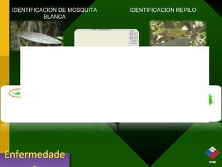 IDENTIFICACION DE MOSQUITA                                 IDENTIFICACION REPILO
           BLANCA




                                       FECHA DE               HA        HA            Costo
   PRODUCTO      PRECIO     DOSIS /HA APLICACIÓN CUARTEL      CUARTEL   APLICADAS   Aplicación
                                                                                      US$


                                       20/10/2011   101-8       9.97       5.59       307.45

                                       5/11/2011    101-6       7.5        2.77       152.35

                                       2/11/2011    108-1       1.75       1.75       96.25
    Hurrigane   US$220/kg    250 grs
                                       2/11/2011    108-2       0.82       0.82        45.1

                                       3/11/2011    108-3       3.83       3.83       210.65

                                       3/11/2011    108-4       1.99       1.99       109.45

     Total                                                     25.86      16.75     US$ 921.25




Enfermedade
Enfermedade
 