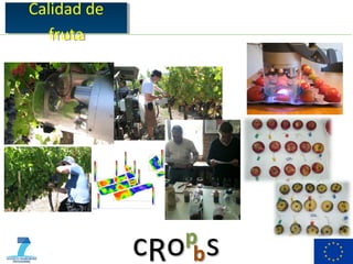 Calidad de
Calidad de
   fruta
    fruta




             8
 