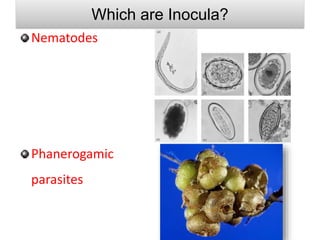 Arrival or landing of inoculum on host
• Most is carried by wind, water, insects
• Only a small number actually lands on
s...