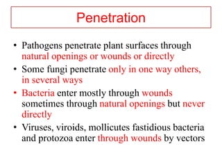 Direct penetration through intact plant
surfaces
• The peg grows into a fine hyphae then
reaches a normal diameter once it...