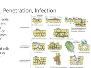 Penetration through wounds
• Bacteria, most fungi, some viruses, all viroids
• Viruses mollicutes, fastidious vascular
bac...