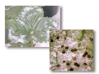  Aphids, leafhoppers, whiteflies
 Leafhoppers: mollicutes, fastidious bacteria, and
protozoa
 Dutch Elm disease and bac...