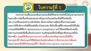 16
ใบความรู้ที่ 1
กระบวนการเปลี่ยนแปลงพันธุกรรมของสิ่งมีชีวิตสามารถเกิดขึ้นได้เองตามธรรมชาติ
โดยอาจมีการเพิ่มขึ้นหรือลดลงของสารพันธุกรรมในเซลล์ของสิ่งมีชีวิตชนิดนั้น
เช่น การเปลี่ยนแปลงจานวนโครโมโซม เนื่องจากเกิดความผิดปกติในการแบ่งเซลล์
และการได้รับยีนจากสิ่งมีชีวิตชนิดอื่น ตัวอย่างเช่น พืชใบเลี้ยงคู่ที่มีบาดแผลเมื่อได้รับยีน
จากแบคทีเรียที่มีชื่อว่า Agrobacterium tumefaciens จะทาให้เซลล์พืชบริเวณนั้น
เกิดการแบ่งเซลล์เพิ่มขึ้นเป็นจานวนมาก จนเกิดปุ่มปมซึ่งเป็นที่อยู่อาศัยของแบคทีเรีย
ดังภาพที่ 1 มนุษย์ได้เลียนแบบกระบวนการเปลี่ยนแปลงพันธุกรรมของสิ่งมีชีวิต
ในธรรมชาตินี้ เพื่อประยุกต์ใช้ให้เกิดประโยชน์ตามต้องการ เรียกกระบวนการดัดแปร
พันธุกรรมของสิ่งมีชีวิตโดยมนุษย์นี้ว่า พันธุวิศวกรรม (genetic engineering)
 