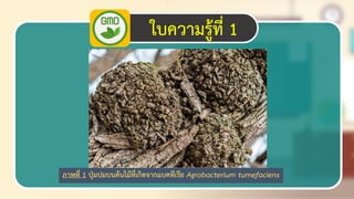 17
ใบความรู้ที่ 1
ภาพที่ 1 ปุ่มปมบนต้นไม้ที่เกิดจากแบคทีเรีย Agrobacterium tumefaciens
 