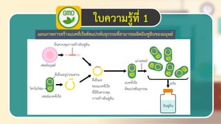 20
ใบความรู้ที่ 1
แผนภาพการสร้างแบคทีเรียดัดแปรพันธุกรรมที่สามารถผลิตอินซูลินของมนุษย์
 