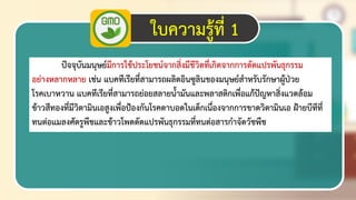 21
ใบความรู้ที่ 1
ปัจจุบันมนุษย์มีการใช้ประโยชน์จากสิ่งมีชีวิตที่เกิดจากการดัดแปรพันธุกรรม
อย่างหลากหลาย เช่น แบคทีเรียที่สามารถผลิตอินซูลินของมนุษย์สาหรับรักษาผู้ป่วย
โรคเบาหวาน แบคทีเรียที่สามารถย่อยสลายน้ามันและพลาสติกเพื่อแก้ปัญหาสิ่งแวดล้อม
ข้าวสีทองที่มีวิตามินเอสูงเพื่อป้องกันโรคตาบอดในเด็กเนื่องจากการขาดวิตามินเอ ฝ้ายบีทีที่
ทนต่อแมลงศัตรูพืชและข้าวโพดดัดแปรพันธุกรรมที่ทนต่อสารกาจัดวัชพืช
 