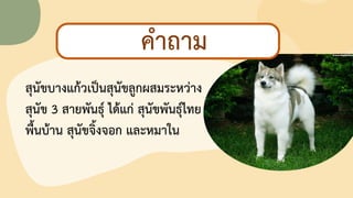 26
กิจกรรมท้าทายความสามารถ
ลองต่ออักษรปริศนา
สุนัขบางแก้วดป็นสุนัขลูกผสมระหว่าง
สุนัข 3 สายพันธุ์ ไช้แก่ สุนัขพันธุ์ไทย
พื้นบ้าน สุนัขจิ้งจอก และหมาใน
คาถาม
 
