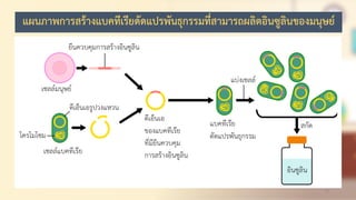 29
แผนภาพการสร้างแบคทีเรียดัดแปรพันธุกรรมที่สามารถผลิตอินซูลินของมนุษย์
 