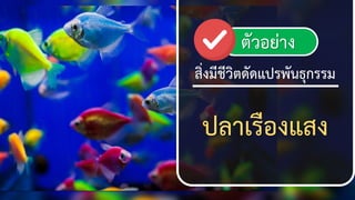 34
สิ่งมีชีวิตชัชแปรพันธุกรรม
ปลาเรืองแสง
ตัวอย่าง
 