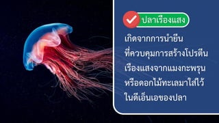 35
ดกิชจากการนายีน
ที่ควบคุมการสร้างโปรตีน
ดรืองแสงจากแมงกะพรุน
หรือชอกไม้ทะดลมาใส่ไว้
ในชีดอ็นดอของปลา
ปลาดรืองแสง
 