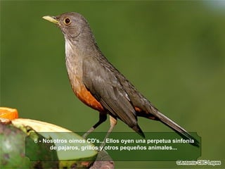 6  - Nosotros oimos CD's... Ellos oyen una perpetua sinfonia de pajaros, grillos y otros pequeños animales...   