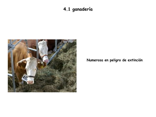 4.1 ganadería Numerosa en peligro de extinción  