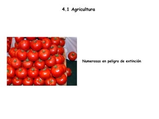 4.1 Agricultura  Numerosas en peligro de extinción 