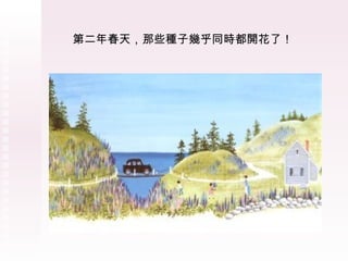 第二年春天，那些種子幾乎同時都開花了！ 