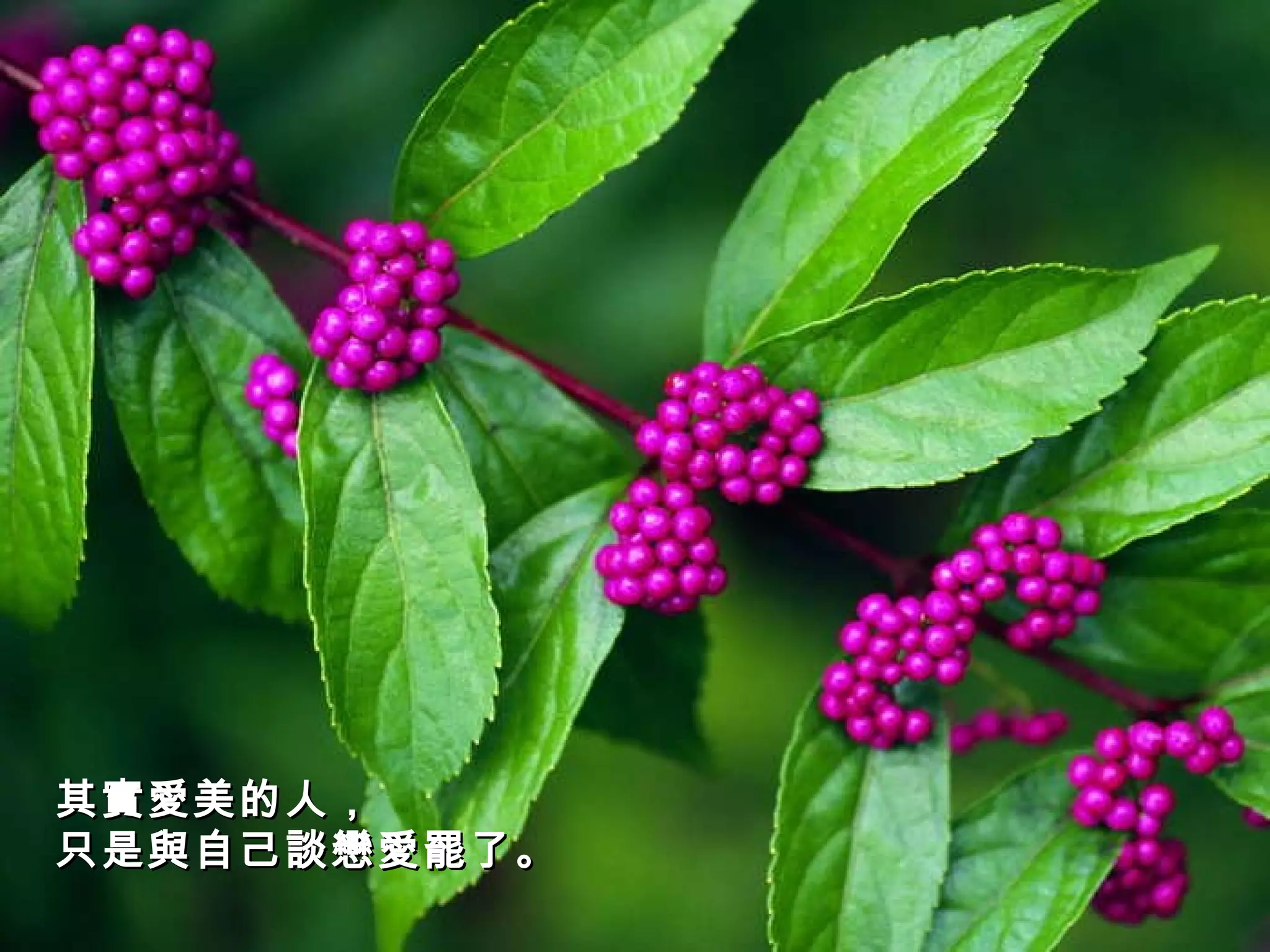 其實愛美的人， 只是與自己談戀愛罷了。   