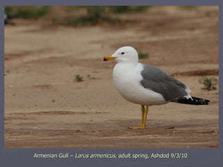 Armenian Gull –  Larus armenicus , adult spring, Ashdod 9/3/10 