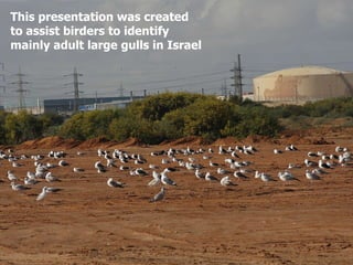 This presentation was created  to assist birders to identify  mainly adult large gulls in Israel  