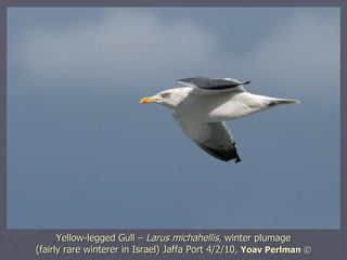 Yellow-legged Gull –  Larus michahellis , winter plumage  (fairly rare winterer in Israel) Jaffa Port 4/2/10,  Yoav Perlma...