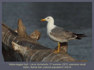Yellow-legged Gull -  Larus michahellis , 2 nd  summer (3CY),   extensive moult Safari, Ramat Gan (natural population) 4/6...