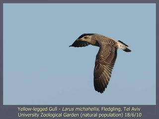 Yellow-legged Gull -  Larus michahellis , Fledgling, Tel Aviv  University Zoological Garden (natural population) 18/6/10 