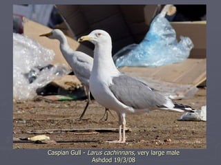 Caspian Gull -  Larus cachinnans , very large male Ashdod 19/3/08 