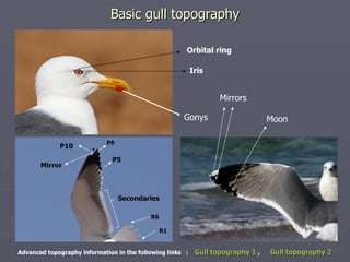 Basic gull topography Orbital ring Iris Gonys Secondaries R6 R1 P5 P9 P10 Mirror Moon Mirrors Advanced topography informat...