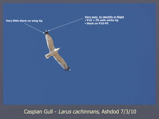 Caspian Gull -  Larus cachinnans , Ashdod 7/3/10 <ul><li>Very easy  to identify in flight </li></ul><ul><li>P10 + P9 with ...