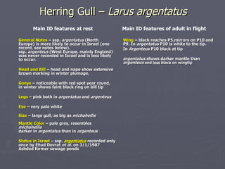Herring Gull –  Larus argentatus <ul><li>Main ID features at rest </li></ul><ul><li>General Notes  –   ssp.  argentatus  (...