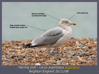 Herring Gull -  Larus argentatus  argenteus Brighton England 26/11/08 Very pale eye Brown marking  on head and nape Pale m...