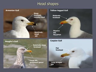 Head shapes Armenian Gull Yellow-legged Gull Caspian Gull Steep  forehead,  rounded head Relatively small  bill Massive bi...