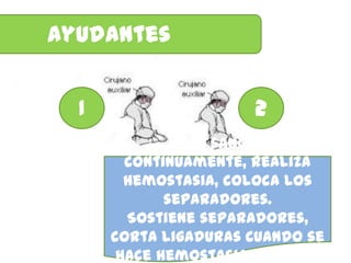 Ayudantes


  1                    2
              Seca sangre
        continuamente, realiza
        hemostasia, coloca los
             separadores.
        Sostiene separadores,
      corta ligaduras cuando se
       hace hemostasia en serie.
 