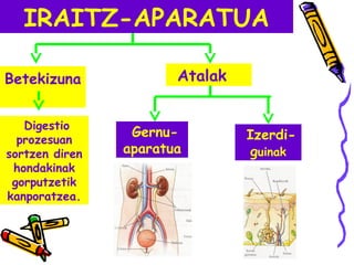 IRAITZ-APARATUA
Betekizuna
Digestio
prozesuan
sortzen diren
hondakinak
gorputzetik
kanporatzea.
Atalak
Gernu-
aparatua
Izerdi-
guinak
 