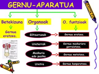GERNU-APARATUA
Betekizuna
Gernua
eratzea.
Organoak
Giltzurrunak
O. funtzioak
Gernua eratzea.
Ureterrak Gernua maskuriara
garraiatzea.
Maskuria
edo pusika
Gernua metatzea.
Uretra Gernua kanporatzea.
 