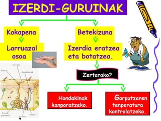 IZERDI-GURUINAK
Kokapena
Larruazal
osoa
Betekizuna
Izerdia eratzea
eta botatzea.
Zertarako?
Hondakinak
kanporatzeko.
Gorputzaren
tenperatura
kontrolatzeko.
 