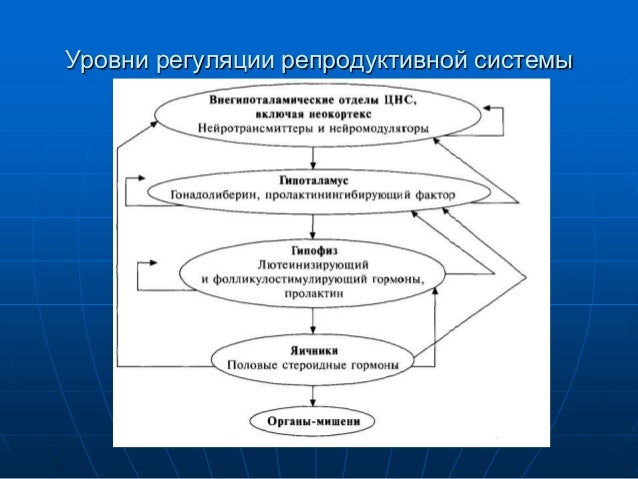 Менструальный Цикл Лекция - softrutracking
