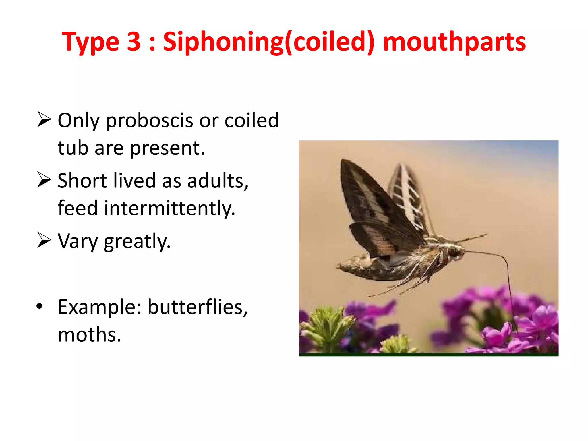 Type 3 : Siphoning(coiled) mouthparts
 Only proboscis or coiled
tub are present.
 Short lived as adults,
feed intermittently.
 Vary greatly.
• Example: butterflies,
moths.
 