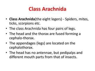 Class Arachnida
• Class Arachnida(the eight legers) - Spiders, mites,
ticks, scorpions etc.
• The class Arachnida has four pairs of legs.
• The head and the thorax are fused forming a
cephalo-thorax.
• The appendages (legs) are located on the
cephalothorax.
• The head has no antennae, but pedipalps and
different mouth parts from that of insects.
 