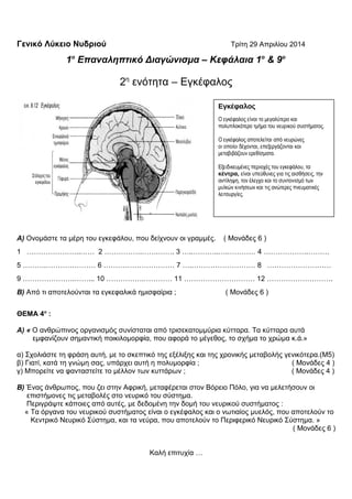Γενικό Λύκειο Νυδριού Τρίτη 29 Απριλίου 2014
1ο
Επαναληπτικό Διαγώνισμα – Κεφάλαια 1ο
& 9ο
2η
ενότητα – Εγκέφαλος
Α) Ονομάστε τα μέρη του εγκεφάλου, που δείχνουν οι γραμμές. ( Μονάδες 6 )
1 …………………..…… 2 …………….…….……. 3 …..………..….………… 4 ……………….………
5 ……….………………… 6 ………………………… 7 ….……………………… 8 ………………………
9 ………………….……... 10 …………….………… 11 ………………………… 12 ……………………….
Β) Από τι αποτελούνται τα εγκεφαλικά ημισφαίρια ; ( Μονάδες 6 )
ΘΕΜΑ 4ο
:
Α) « Ο ανθρώπινος οργανισμός συνίσταται από τρισεκατομμύρια κύτταρα. Τα κύτταρα αυτά
εμφανίζουν σημαντική ποικιλομορφία, που αφορά το μέγεθος, το σχήμα το χρώμα κ.ά.»
α) Σχολιάστε τη φράση αυτή, με το σκεπτικό της εξέλιξης και της χρονικής μεταβολής γενικότερα.(Μ5)
β) Γιατί, κατά τη γνώμη σας, υπάρχει αυτή η πολυμορφία ; ( Μονάδες 4 )
γ) Μπορείτε να φανταστείτε το μέλλον των κυττάρων ; ( Μονάδες 4 )
Β) Ένας άνθρωπος, που ζει στην Αφρική, μεταφέρεται στον Βόρειο Πόλο, για να μελετήσουν οι
επιστήμονες τις μεταβολές στο νευρικό του σύστημα.
Περιγράψτε κάποιες από αυτές, με δεδομένη την δομή του νευρικού συστήματος :
« Τα όργανα του νευρικού συστήματος είναι ο εγκέφαλος και ο νωτιαίος μυελός, που αποτελούν το
Κεντρικό Νευρικό Σύστημα, και τα νεύρα, που αποτελούν το Περιφερικό Νευρικό Σύστημα. »
( Μονάδες 6 )
Καλή επιτυχία …
Εγκέφαλος
Ο εγκέφαλος είναι το μεγαλύτερο και
πολυπλοκότερο τμήμα του νευρικού συστήματος.
Ο εγκέφαλος αποτελείται από νευρώνες
οι οποίοι δέχονται, επεξεργάζονται και
μεταβιβάζουν ερεθίσματα.
Εξειδικευμένες περιοχές του εγκεφάλου, τα
κέντρα, είναι υπεύθυνες για τις αισθήσεις, την
αντίληψη, τον έλεγχο και το συντονισμό των
μυϊκών κινήσεων και τις ανώτερες πνευματικές
λειτουργίες.
 