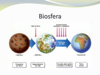 Biosfera
 